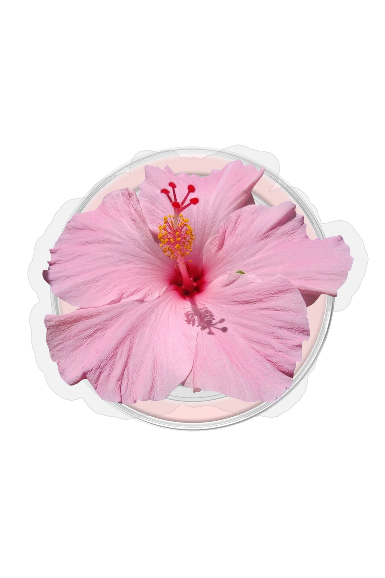 Island Princess Grip - Image 2